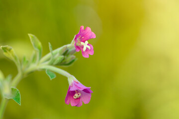 small pink flowers on a green background
