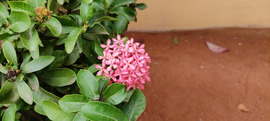 pink flowers in the garden
