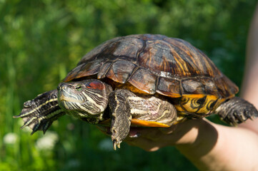 Turtle on the palm of your hand, against the background of green grass