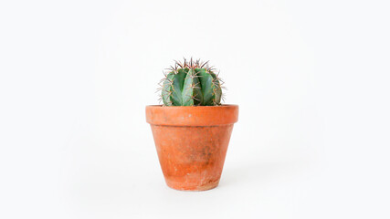 Single cactus Melocactus zaureus in a terracotta pot side view