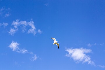 Natural summer background, light blue sky with fluffy clouds and a bird in flight