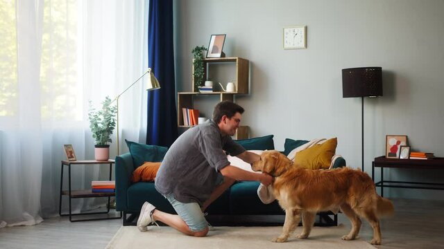 Young man in glasses putting collar on his dog in living-room and leading golden retriever for a walk. Spending time together with lovely pet. Puppy is waiting for walking with the owner. 