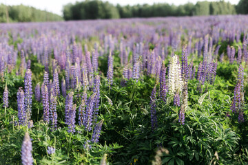 Obraz premium sunset on a field covered with flowering lupines in spring or at the beginning of the summer season. Field of lupins. Colorful purple and white lupines. Beautiful sunset. Lupin is in full bloom. A bun