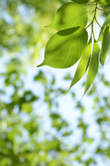 Fresh green leaves background