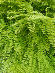Green leaves texture background with beautiful pattern. Clean environment. Ornamental plant in the garden. Organic natural background. A tropical forest