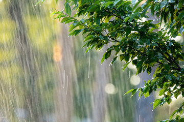 Warm summer rain in the park. Drops of water fall on the branches.