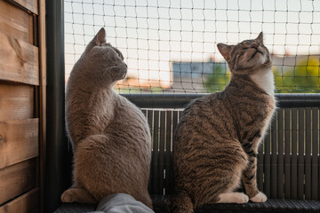 Two cats on the balcony infront of a cat net