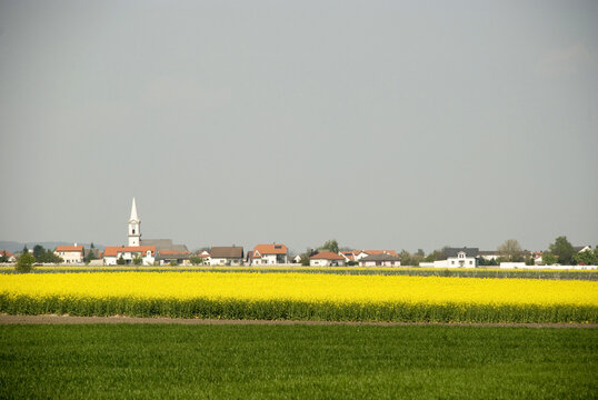 View to village of Purbach behind yellow rapeseed field, Burgenland
