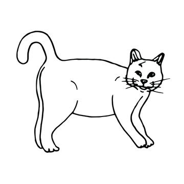 Doodle the cat is standing sideways.Pet hand drawn line art.
