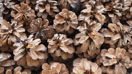 background of cones. Beautiful big pine cones, located next to each other as a pattern. New Year's...