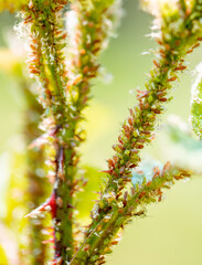 Aphids and mites on a rose shoot, close-up.