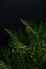 Fototapeta na wymiar Fern leaves close up on a black background. Copy space