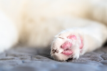 Fototapeta na wymiar paw of a white cat in a bed