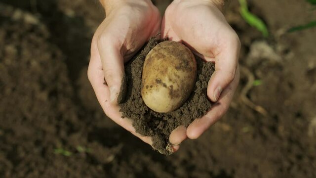 Close-up male farmer hands peel potatoes from the ground