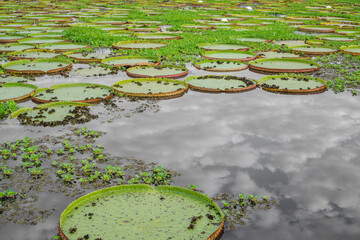 Brazilian Panantal and Victoria Regia