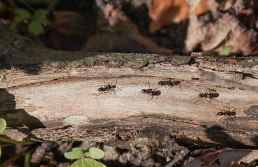 Forest ants crawl along the branch.