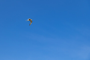 bird soaring in the blue sky