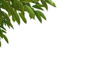 Fototapeta premium Frame of green leaves isolated on white background.