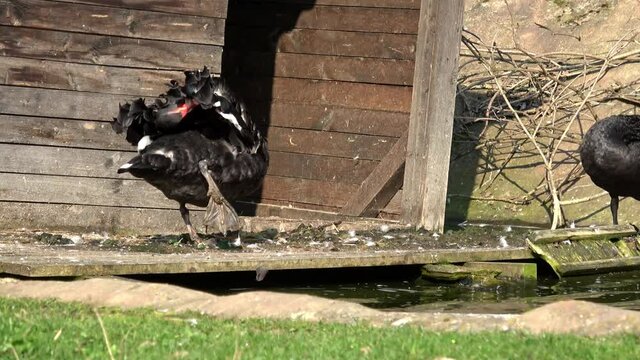 Small swan house on pond in green park. Cygnus atratus black swan