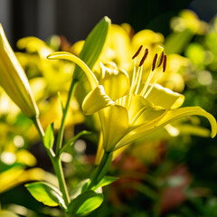 bright yellow lily in the garden