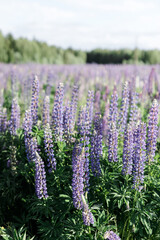 Fototapeta na wymiar sunset on a field covered with flowering lupines in spring or at the beginning of the summer season. Field of lupins. Colorful purple and white lupines. Beautiful sunset. Lupin is in full bloom. A bun