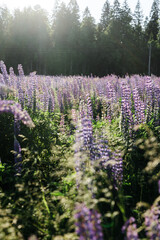 Obraz premium sunset on a field covered with flowering lupines in spring or at the beginning of the summer season. Field of lupins. Colorful purple and white lupines. Beautiful sunset. Lupin is in full bloom. A bun