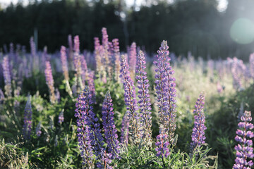 Obraz premium sunset on a field covered with flowering lupines in spring or at the beginning of the summer season. Field of lupins. Colorful purple and white lupines. Beautiful sunset. Lupin is in full bloom. A bun