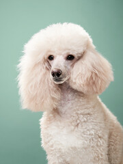 portrait of a white small poodle. dog on mint background. Beautiful pet