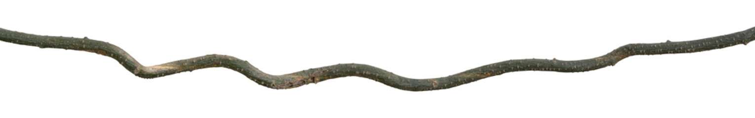 Twisted liana, Vine isolated on white background. Clipping path