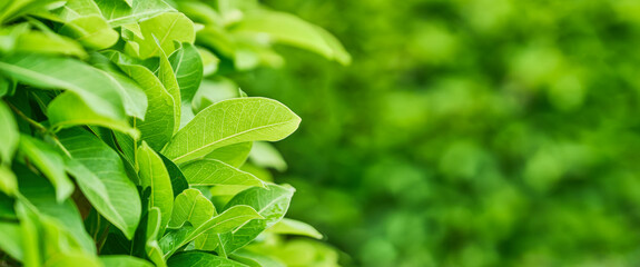 Fototapeta na wymiar Background green ecology leaf greenery, clean plant.