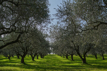 Olive tree plantation. Plantation of vegetable trees. The rays of the sun through the trees. Traditional plantation of olive trees in Italy. Trees in a row. Ripe olive plantations.
