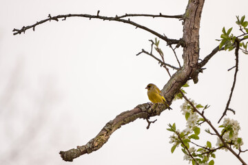 Vogel auf Ast