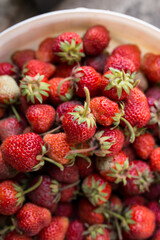 Fresh just picked strawberry. Small red berries of strrawberry in a bucket.