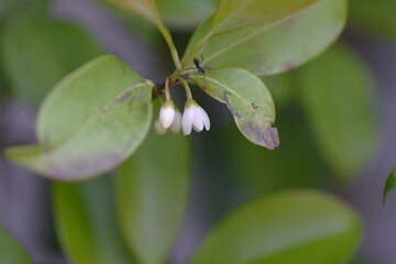 Japanese cleyera flowers. Pentaphylacaceae evergreen tree.