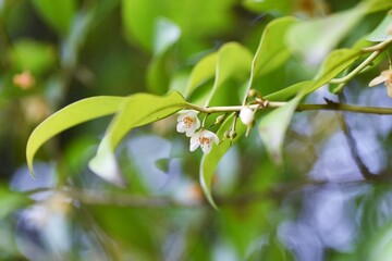 Japanese cleyera flowers. Pentaphylacaceae evergreen tree.