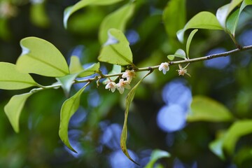 Japanese cleyera flowers. Pentaphylacaceae evergreen tree.
