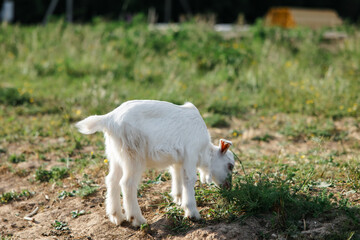 Naklejka na ściany i meble A little goat eats green grass in a field. A goat in a meadow. A white baby goat is sniffing the green grass outside in an animal shelter, a cute and adorable little baby goat. Lupin field in summer. 