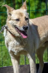 beige mongrel dog on a leash against a background of greenery in summer