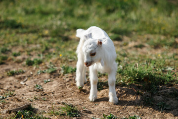 A little goat eats green grass in a field. A goat in a meadow. A white baby goat is sniffing the green grass outside in an animal shelter, a cute and adorable little baby goat. Lupin field in summer. 