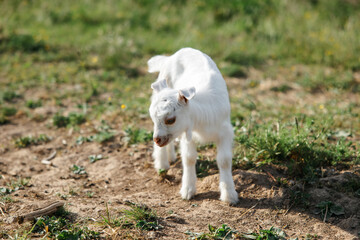Fototapeta na wymiar A little goat eats green grass in a field. A goat in a meadow. A white baby goat is sniffing the green grass outside in an animal shelter, a cute and adorable little baby goat. Lupin field in summer. 