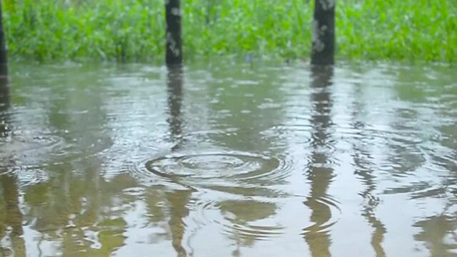 Monsoon rain on pond water surface. Splashing raindrops of water in Summer. Beautiful rainy season Rural Scene India. Nature background. Slow motion stock Footage video. Sound Effect. Selective Focus