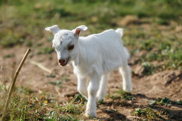 Obraz premium A little goat eats green grass in a field. A goat in a meadow. A white baby goat is sniffing the green grass outside in an animal shelter, a cute and adorable little baby goat. Lupin field in summer. 
