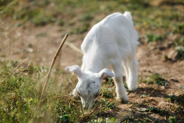 Obraz premium A little goat eats green grass in a field. A goat in a meadow. A white baby goat is sniffing the green grass outside in an animal shelter, a cute and adorable little baby goat. Lupin field in summer. 