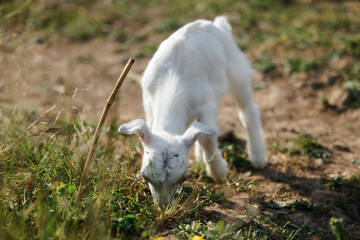 Naklejka na ściany i meble A little goat eats green grass in a field. A goat in a meadow. A white baby goat is sniffing the green grass outside in an animal shelter, a cute and adorable little baby goat. Lupin field in summer. 