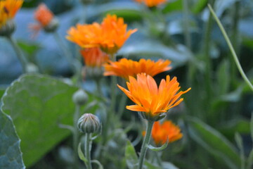 Bright orange calendula flowers in the garden (Calendula officinalis, pot marigold, ruddles). Close up view