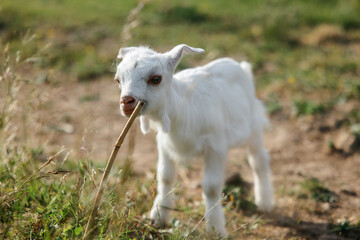 A little goat eats green grass in a field. A goat in a meadow. A white baby goat is sniffing the green grass outside in an animal shelter, a cute and adorable little baby goat. Lupin field in summer. 