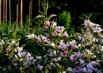 It has a variegated leaf of yellow-green color. It can be used in rockeries or containers. It...