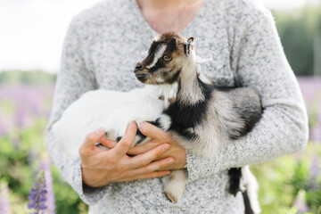 a male farmer holds two goats in his arms. a small goat is white and brown. Lupine field in summer....