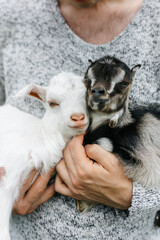 a male farmer holds two goats in his arms. a small goat is white and brown. Lupine field in summer. The concept of a summer countryside. Close to outdoor recreation.
