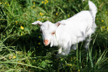 Obraz premium A little goat eats green grass in a field. A goat in a meadow. A white baby goat is sniffing the green grass outside in an animal shelter, a cute and adorable little baby goat. Lupin field in summer. 